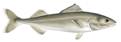 WHITEFISH: Sablefish (black cod)
