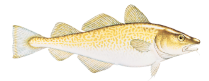 WHITEFISH: Pacific (cod)